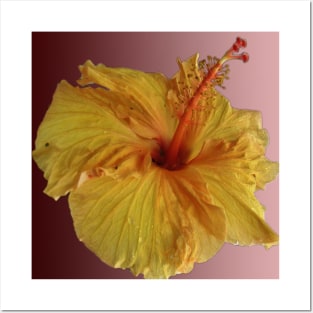 beautiful yellow hibiscus on gradient Posters and Art